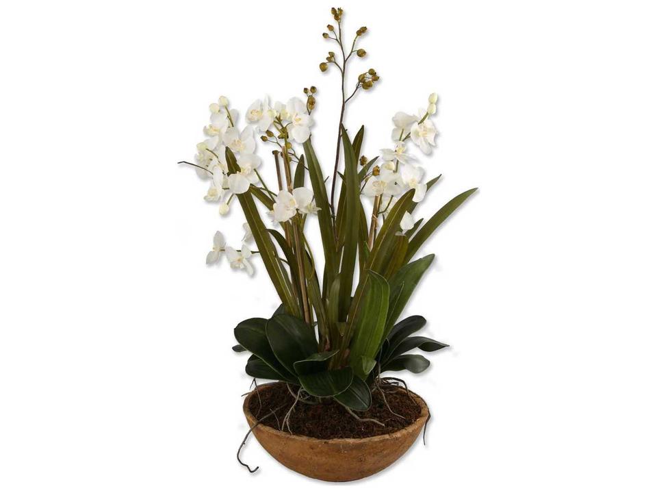Moth Orchid