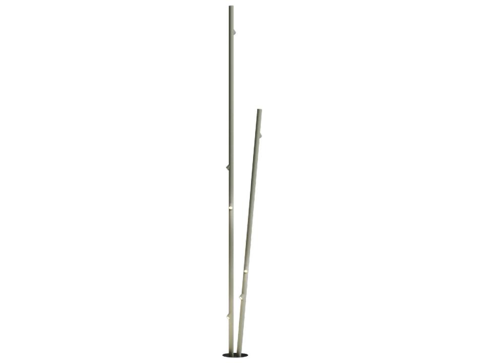 Bamboo