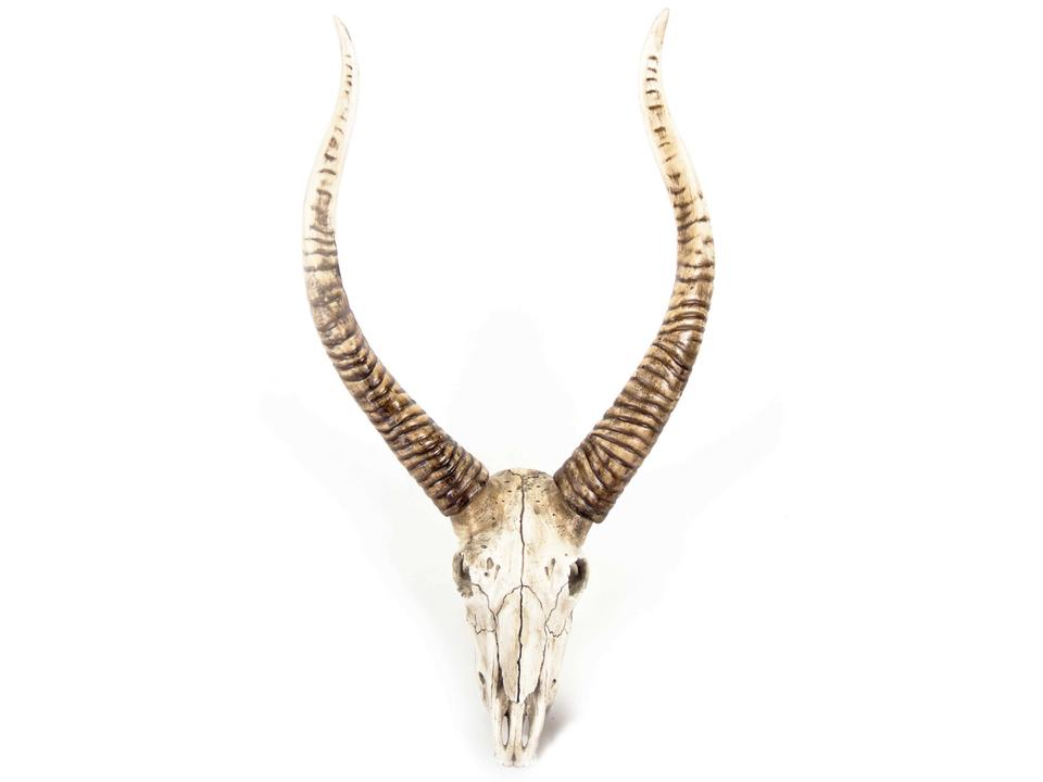 Distressed White / Brown Goat Skull 3D Wall Art