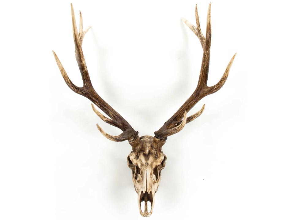 Weathered / Distressed Brown Deer Skull 3D Wall Art
