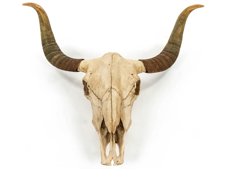 Antique Off-White Bull Skull 3D Wall Art