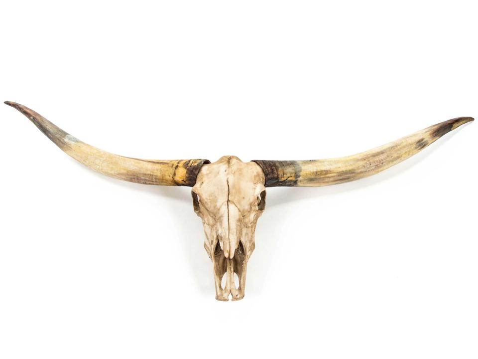 Antique Ivory Texas Long Horn Skull 3D Wall Art