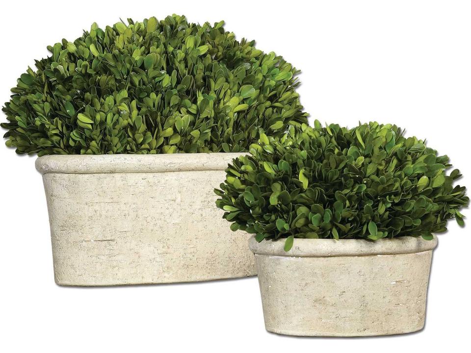 Preserved Boxwood Oval Domes Botanical Set of 2 in Mossy Stone Terracotta